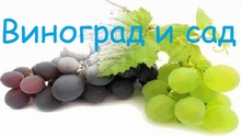 Vinogradisad