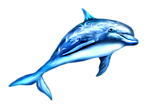 Delphin Vahrushev